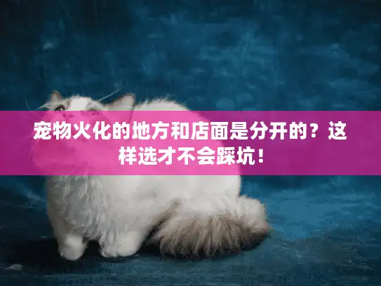 宠物火化的地方和店面是分开的？这样选才不会踩坑！