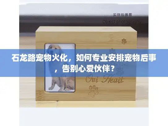 石龙路宠物火化，如何专业安排宠物后事，告别心爱伙伴？