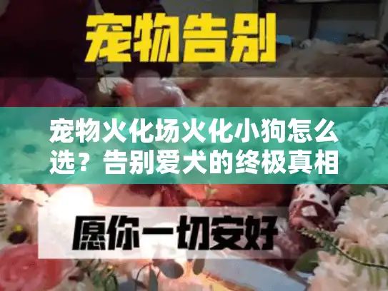 宠物火化场火化小狗怎么选？告别爱犬的终极真相揭秘