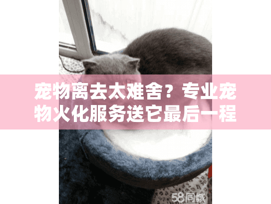 宠物离去太难舍？专业宠物火化服务送它最后一程温暖