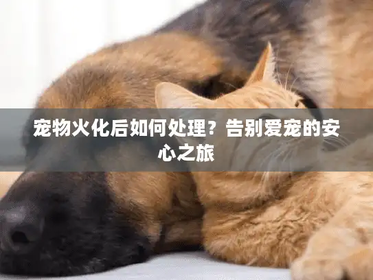 宠物火化后如何处理？告别爱宠的安心之旅