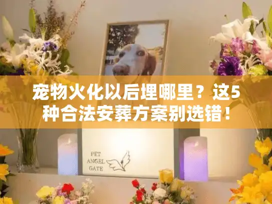 宠物火化以后埋哪里？这5种合法安葬方案别选错！