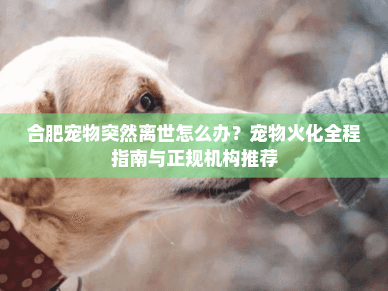 合肥宠物突然离世怎么办？宠物火化全程指南与正规机构推荐