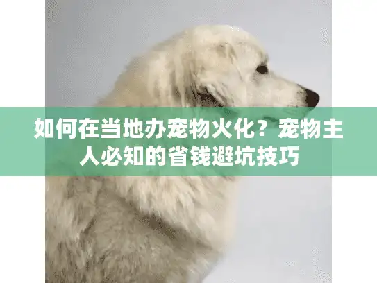 如何在当地办宠物火化？宠物主人必知的省钱避坑技巧