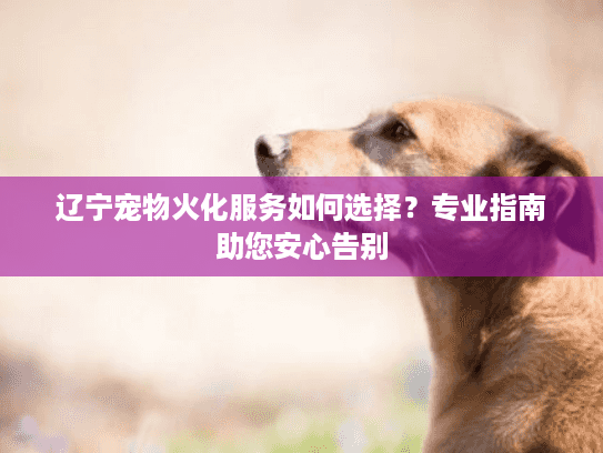 辽宁宠物火化服务如何选择？专业指南助您安心告别