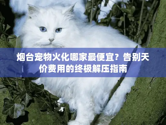 烟台宠物火化哪家最便宜？告别天价费用的终极解压指南