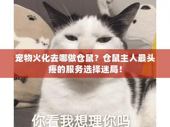 宠物火化去哪做仓鼠?仓鼠主人最头疼的服务选择迷局! 宠物火化去哪做仓鼠?仓鼠主人最头疼的服务选择迷局!