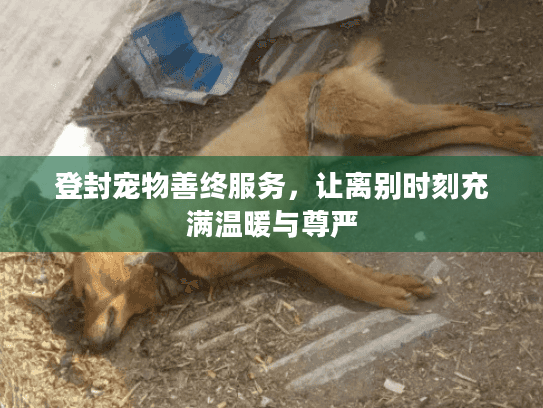 登封宠物善终服务，让离别时刻充满温暖与尊严