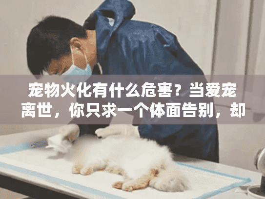 宠物火化有什么危害？当爱宠离世，你只求一个体面告别，却不知隐藏风险正悄然逼近