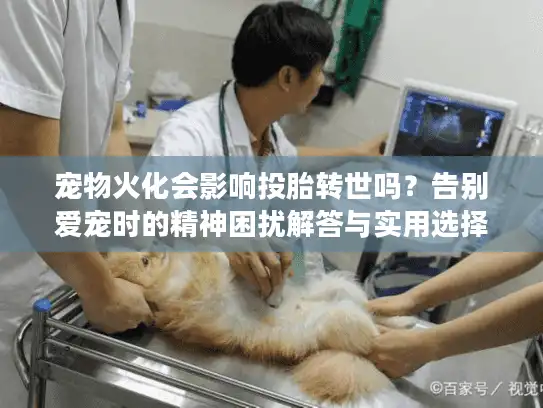 宠物火化会影响投胎转世吗？告别爱宠时的精神困扰解答与实用选择策略