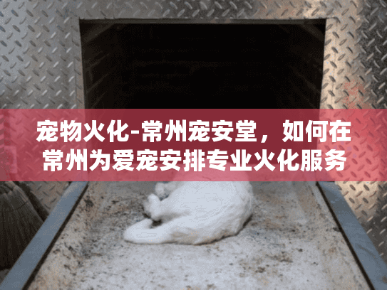 宠物火化-常州宠安堂，如何在常州为爱宠安排专业火化服务？