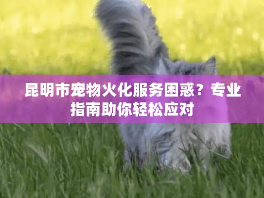 昆明市宠物火化服务困惑？专业指南助你轻松应对