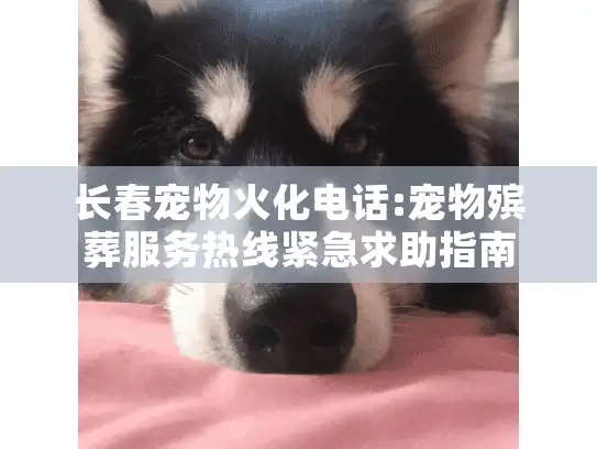 长春宠物火化电话:宠物殡葬服务热线紧急求助指南
