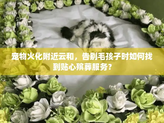 宠物火化附近云和,告别毛孩子时如何找到贴心殡葬服务? 宠物火化附近云和,告别毛孩子时如何找到贴心殡葬服务?