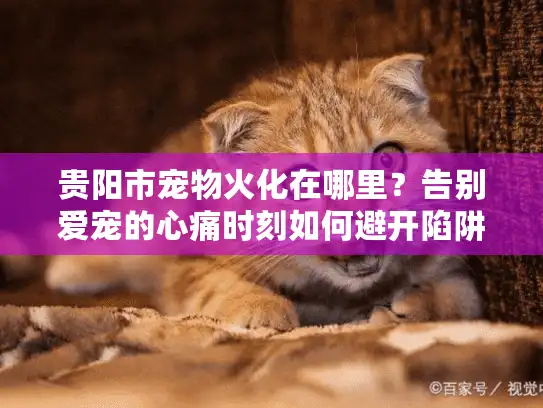 贵阳市宠物火化在哪里?告别爱宠的心痛时刻如何避开陷阱选服务 贵阳市宠物火化在哪里?告别爱宠的心痛时刻如何避开陷阱选服务