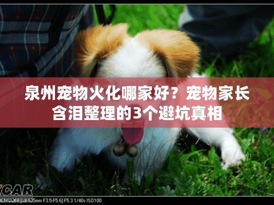 泉州宠物火化哪家好?宠物家长含泪整理的3个避坑真相 泉州宠物火化哪家好?宠物家长含泪整理的3个避坑真相