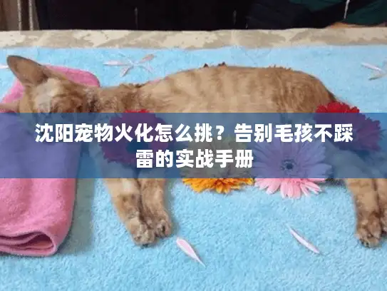 沈阳宠物火化怎么挑？告别毛孩不踩雷的实战手册