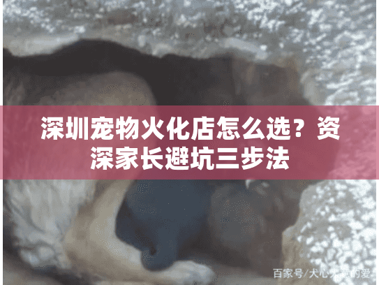 深圳宠物火化店怎么选？资深家长避坑三步法
