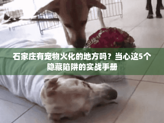 石家庄有宠物火化的地方吗？当心这5个隐藏陷阱的实战手册
