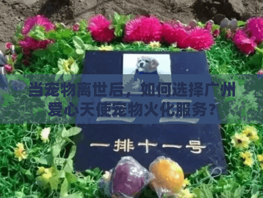 当宠物离世后，如何选择广州爱心天使宠物火化服务？