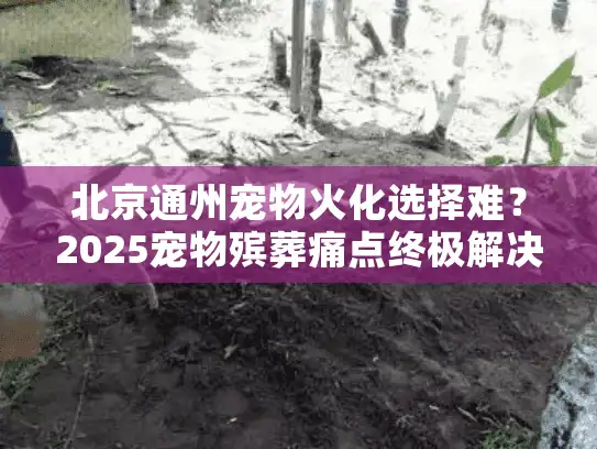 北京通州宠物火化选择难？2025宠物殡葬痛点终极解决