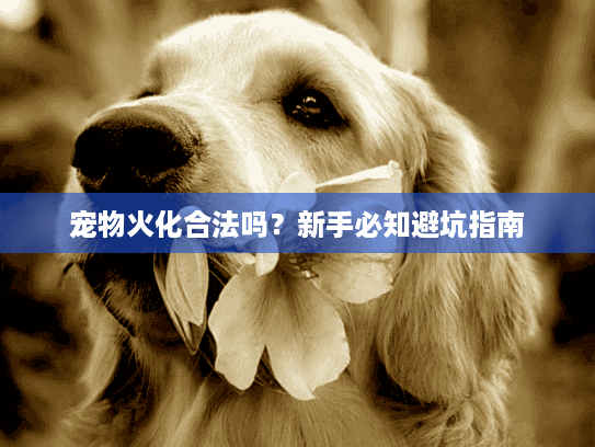 宠物火化合法吗？新手必知避坑指南