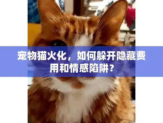 宠物猫火化，如何躲开隐藏费用和情感陷阱？
