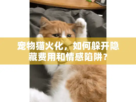 宠物猫火化，如何躲开隐藏费用和情感陷阱？