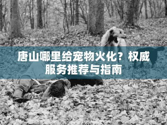 唐山哪里给宠物火化？权威服务推荐与指南