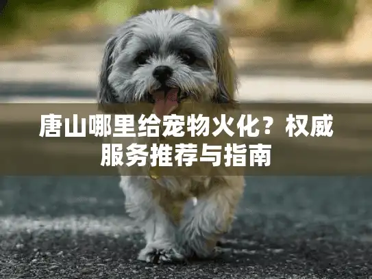 唐山哪里给宠物火化？权威服务推荐与指南