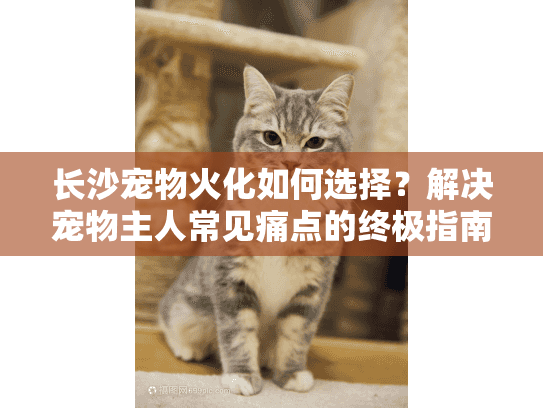 长沙宠物火化如何选择？解决宠物主人常见痛点的终极指南