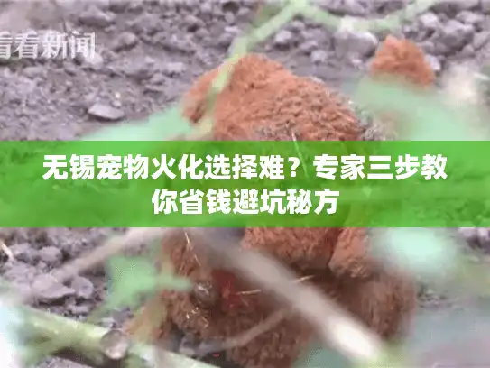 无锡宠物火化选择难？专家三步教你省钱避坑秘方