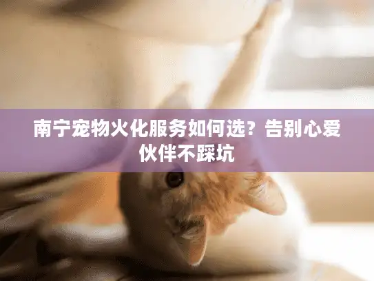 南宁宠物火化服务如何选？告别心爱伙伴不踩坑