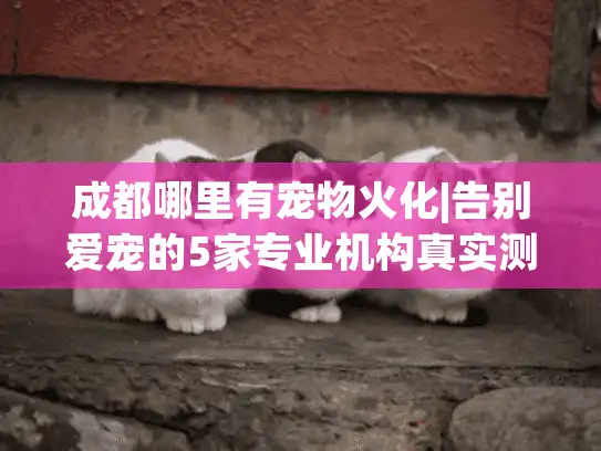 成都哪里有宠物火化|告别爱宠的5家专业机构真实测评 成都哪里有宠物火化|告别爱宠的5家专业机构真实测评