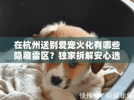在杭州送别爱宠火化有哪些隐藏雷区？独家拆解安心选择法则