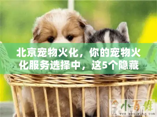 北京宠物火化，你的宠物火化服务选择中，这5个隐藏风险会让你后悔吗？
