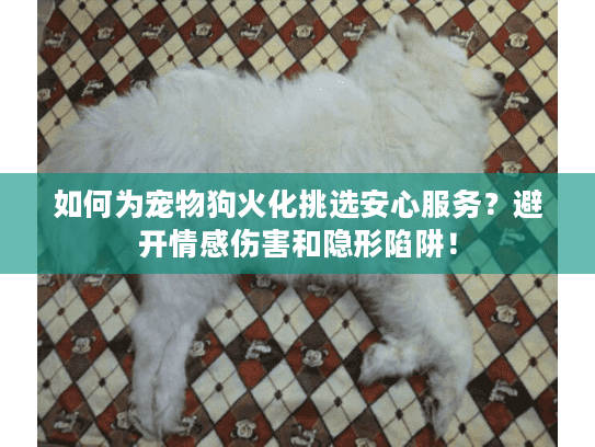 如何为宠物狗火化挑选安心服务？避开情感伤害和隐形陷阱！