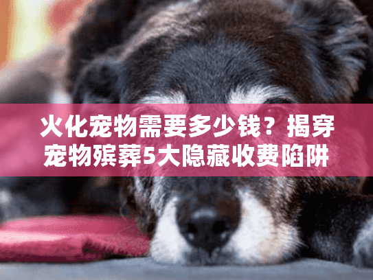 火化宠物需要多少钱？揭穿宠物殡葬5大隐藏收费陷阱