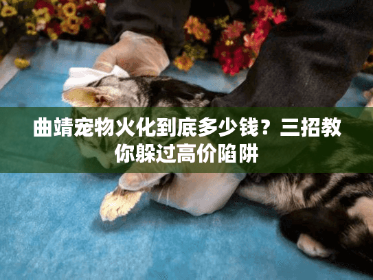 曲靖宠物火化到底多少钱？三招教你躲过高价陷阱