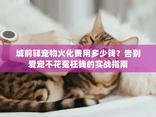 城前驿宠物火化费用多少钱？告别爱宠不花冤枉钱的实战指南