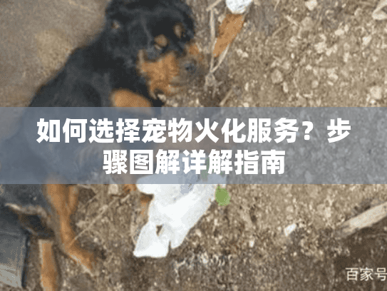 如何选择宠物火化服务？步骤图解详解指南