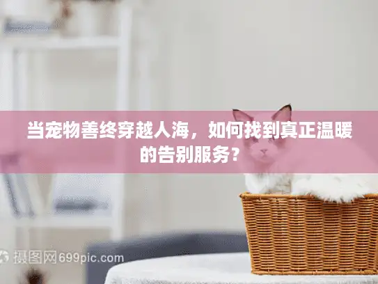 当宠物善终穿越人海，如何找到真正温暖的告别服务？