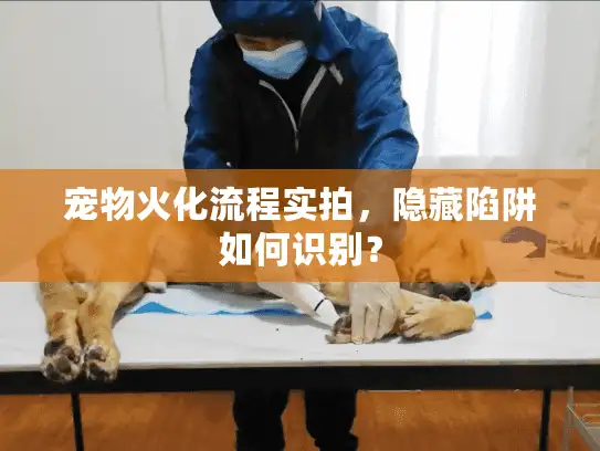 宠物火化流程实拍，隐藏陷阱如何识别？