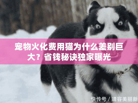 宠物火化费用猫为什么差别巨大？省钱秘诀独家曝光