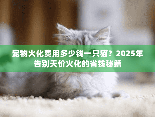 宠物火化费用多少钱一只猫？2025年告别天价火化的省钱秘籍