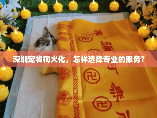 深圳宠物狗火化，怎样选择专业的服务？