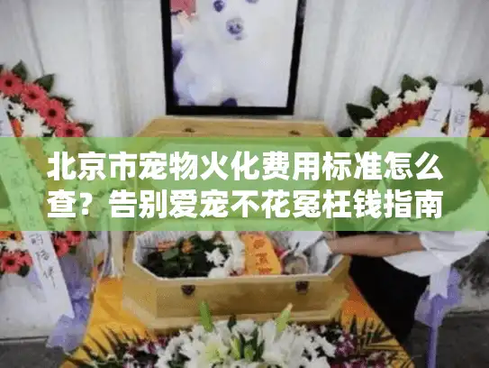 北京市宠物火化费用标准怎么查？告别爱宠不花冤枉钱指南