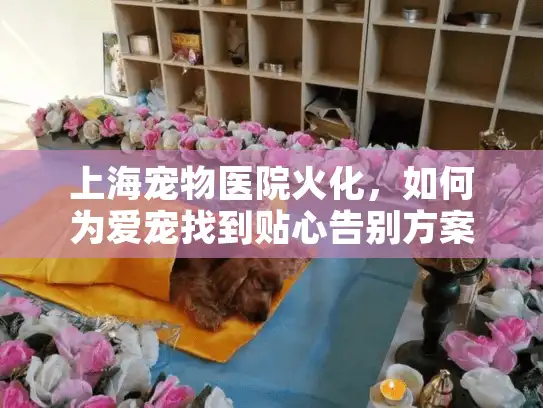 上海宠物医院火化，如何为爱宠找到贴心告别方案？