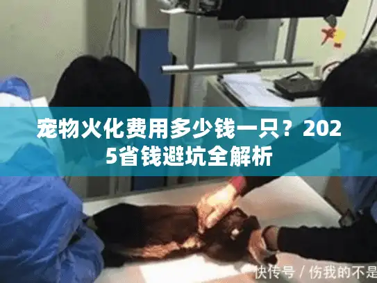 宠物火化费用多少钱一只?2025省钱避坑全解析 宠物火化费用多少钱一只?2025省钱避坑全解析
