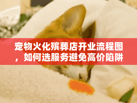 宠物火化殡葬店开业流程图，如何选服务避免高价陷阱？